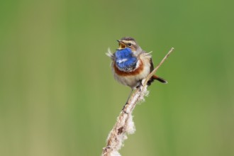 Bluethroat (Luscinia svecica cyanecula) male singing from cattail, Netherlands