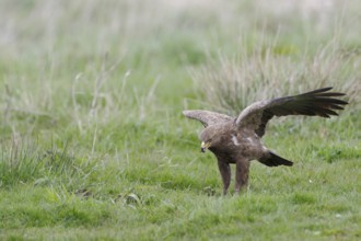 Schreiadler, lat. Aquila pomarina, auf Wiese stehend und Fallwild kröpfend