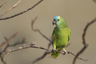 St. Lucia Amazon (Amazona versicolor) perched on a branch, Bolivia, South America