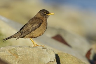 Austral Thrush (Turdus falklandii) on a rocky beach in the Falkland Islands