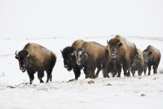 American Bison (Bos bison) big group gathered in snow, Yellowstone National Park, Wyoming, USA,