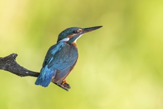 Common Kingfisher (Alcedo atthis) female perched on a branch, Saxony-Anhalt, Germany, Europe