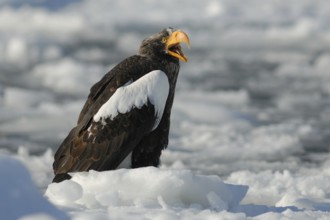 Steller's Sea Eagle (Haliaeetus pelagicus) calling, Hokkaido, Japan, Asia