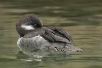 Bufflehead (Bucephala albeola) female, California, USA, North America