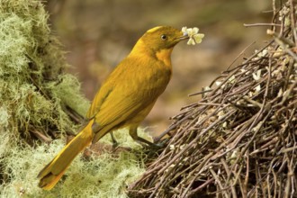 Golden Bowerbird (Prionodura newtoniana) male, Queensland, Australia, Oceania