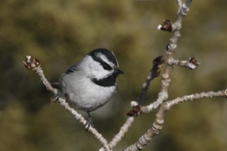 Mountain Chickadee (Poecile gambeli), New Mexico, USA, North America