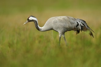 Common Crane, Grus grus, big bird in the nature habitat, Lake Hornborga, Sweden. Crane in the green
