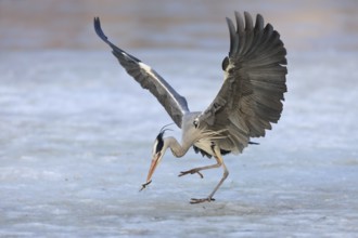 Grey Heron (Ardea cinerea), Bavaria, Germany, Europe