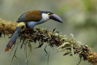 Black-billed Mountain Toucan (Andigena nigrirostris) perched on a branch in Colombia, South America