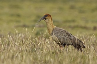 Black-faced Ibis (Theristicus melanopis), Ecuador, South America