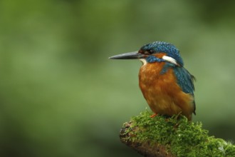 Common Kingfisher (Alcedo atthis) juvenile male, Utrecht, Netherlands