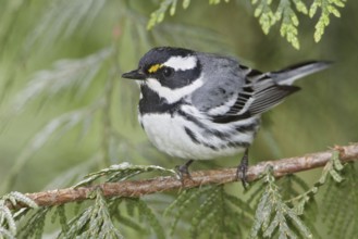 Black-throated Grey Warbler (Setophaga nigrescens), British Columbia, Canada, North America