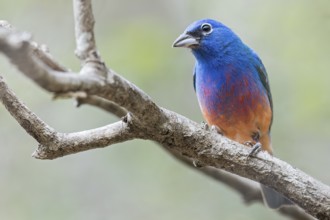 Rose-bellied Bunting (Passerina rositae) perched on a branch in Oaxaca, Mexico, Central America