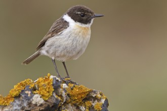 Canary Islands Stonechat (Saxicola dacotiae), Fuerteventura, Spain, Europe