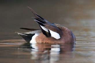 American Wigeon (Mareca americana) male, British Columbia, Canada, North America