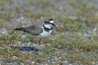 Little Ringed Plover (Charadrius dubius) adult bird standing on a gravel bank at the lakeshore,