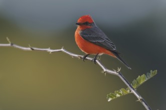 Vermilion Flycatcher (Pyrocephalus rubinus), Arizona, USA, North America