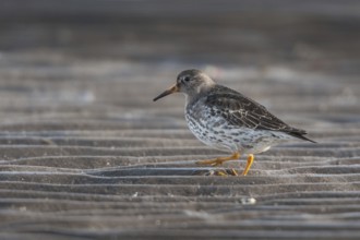 Purple Sandpiper (Calidris maritima), Varanger, Norway, Europe