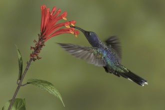 Violet Sabrewing (Campylopterus hemileucurus), Costa Rica, Central America