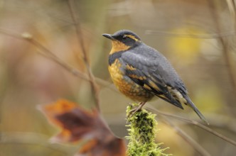 Varied Thrush (Ixoreus naevius), British Columbia, Canada, North America