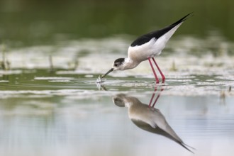 Black-winged Stilt (Himantopus himantopus), foraging in the water, Neusiedler See-Seewinkel