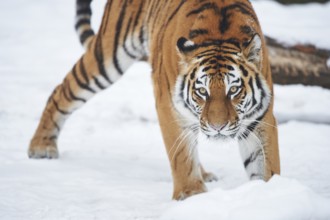 Close-up of a Siberian tiger (Panthera tigris altaica) cub, captive