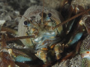 Close-up of a signal crayfish (Pacifastacus leniusculus), American crayfish, invasive species, its