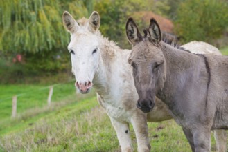 Two donkeys (Equus asinus asinus) or domestic donkeys, completely grey-coloured variant with eel