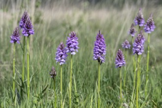 Southern marsh orchid (Dactylorhiza praetermissa), Emsland, Lower Saxony, Germany, Europe