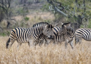 Plains zebras (Equus quagga), cuddling, heads together, in high grass, Kruger National Park, South