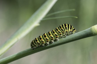 Swallowtail caterpillar (Papillo machaon), Mecklenburg-Western Pomerania, Germany, Europe