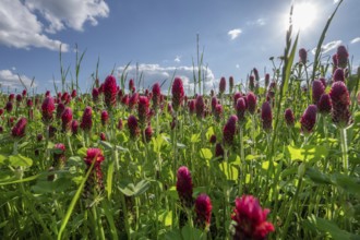Flowering incarnate clover (Trifolium incarnatum) against the light, Middle Franconia, Bavaria,