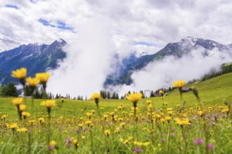 Yellow flowers blooming in a wide meadow, flanked by mountains and clouds in the background,