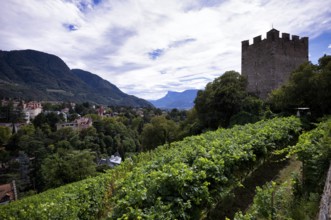 Powder tower between vines, wine-growing area, Tappeinerweg, Tappeiner promenade, high-altitude