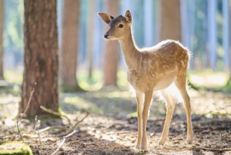 European fallow deer (Dama dama) youngster in a forest, Bavaria, Germany, Europe
