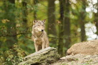 Eastern wolf (Canis lupus lycaon) standing on a little hill, Bavaria, Germany, Europe