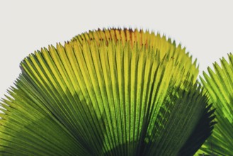 Palm leaf in transmitted light, leaf, palm, transparent, plant, flora, tropical, texture,