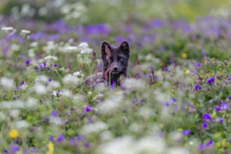Dark arctic fox (Vulpes lagopus), ice fox, standing in a flower meadow, frontal, summer,