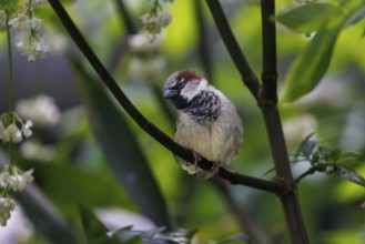House Sparrow (Passer domesticus), Germany, Europe
