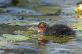 Eurasian burbot (Fulica atra) chick swimming on the water. Bas Rhin, Alsace, France, Europe