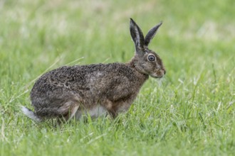 European hare (Lepus europaeus), Emsland, Lower Saxony, Germany, Europe