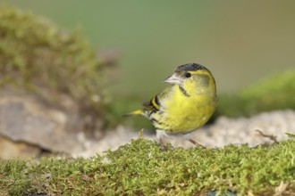 Eurasian siskin (Carduelis spinus), male sitting on moss, mossy ground, Wilnsdorf, North