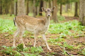 European fallow deer (Dama dama) hind standing in a forest, Bavaria, Germany, Europe