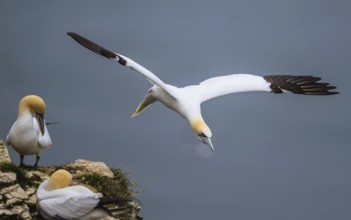 Northern Gannet, Morus bassanus, bird in flight over sea, Bempton Cliffs, North Yorkshire, England,