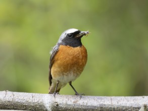 Common redstart (Phoenicurus phoenicurus), male with food in his beak, North Rhine-Westphalia,