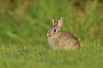 Wild rabbit (Oryctolagus cuniculus), young animal sitting on a meadow, Texel, West Frisian Islands,