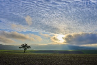 A lone apple tree (Malus Domestica), in a field at sunrise, surrounded by dramatic sky and rays of
