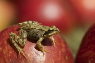 Common frog (Rana temporaria) adult amphibian on a fallen apple fruit on a garden lawn in the
