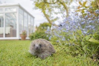 European hedgehog (Erinaceus europaeus) adult animal on an urban garden grass lawn in the spring