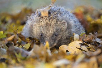 European hedgehog (Erinaceus europaeus) adult animal on an urban garden grass lawn with fallen